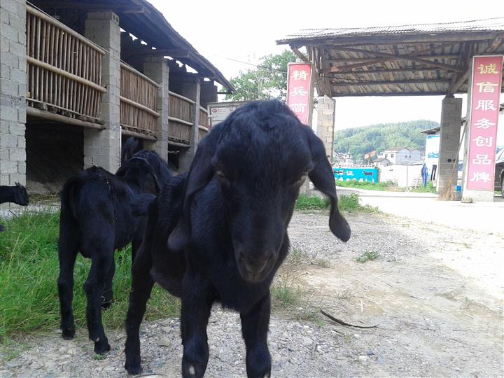 供应黑山羊广西养殖基地 都安友联黑山羊养殖技术