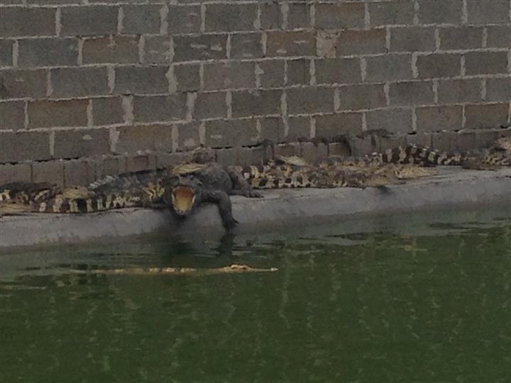 【泰国鳄鱼吃什么长的快-泰国鳄鱼饲料配方】