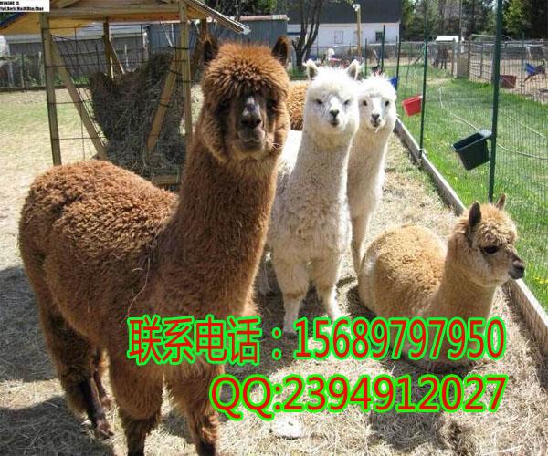 一只多重碧伟蜓麻雀价格_蜻蜓白条鹌鹑白条麻