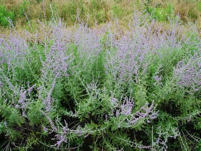 【山东最大的宿根花卉种植基地,新展花卉\/最受