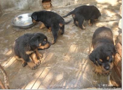 保定今日猪价价格_保定今日猪价_江苏宿迁市