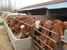 保定今日猪价价格_保定今日猪价_江苏宿迁市