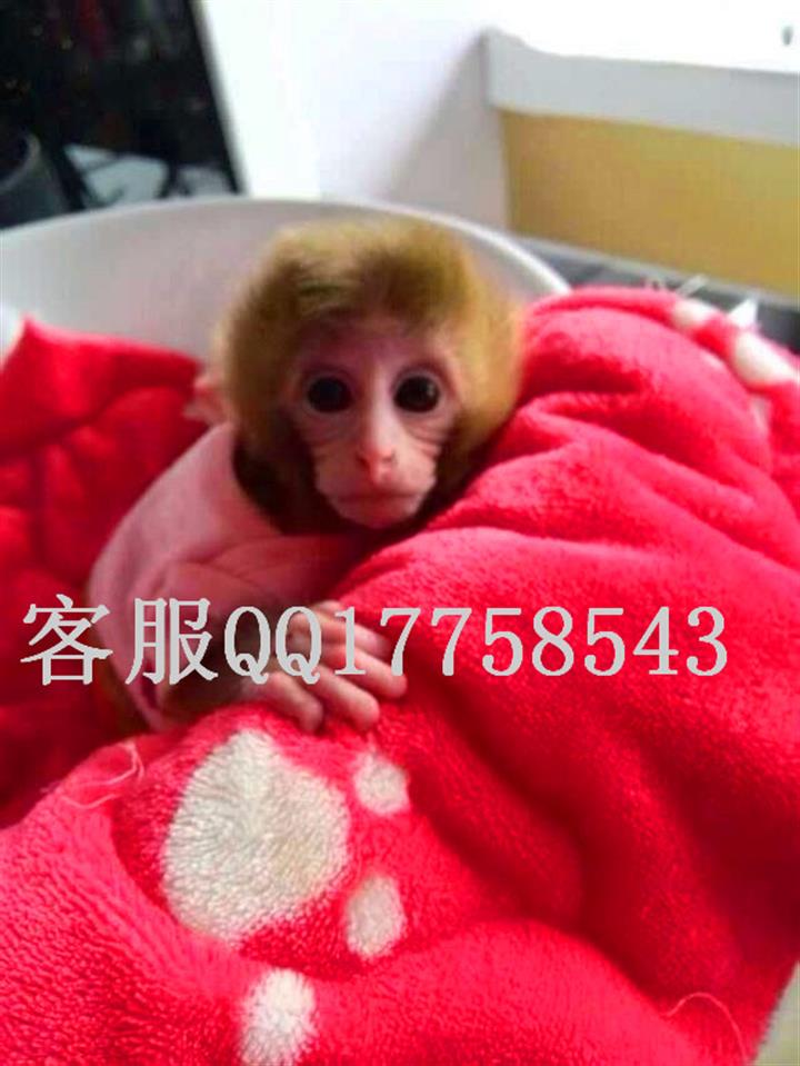 配资价格_江苏南通收购承兑汇票 及贴现 大额