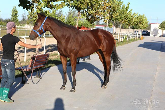 养羊吧 价格_养羊吧滨州养羊场 _山东济宁市养